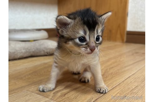 成約済の千葉県のソマリ-112460の1枚目